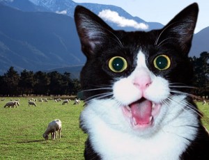 shockedcatinnewzealand