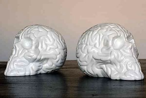 skull-brains.jpg Skull brains