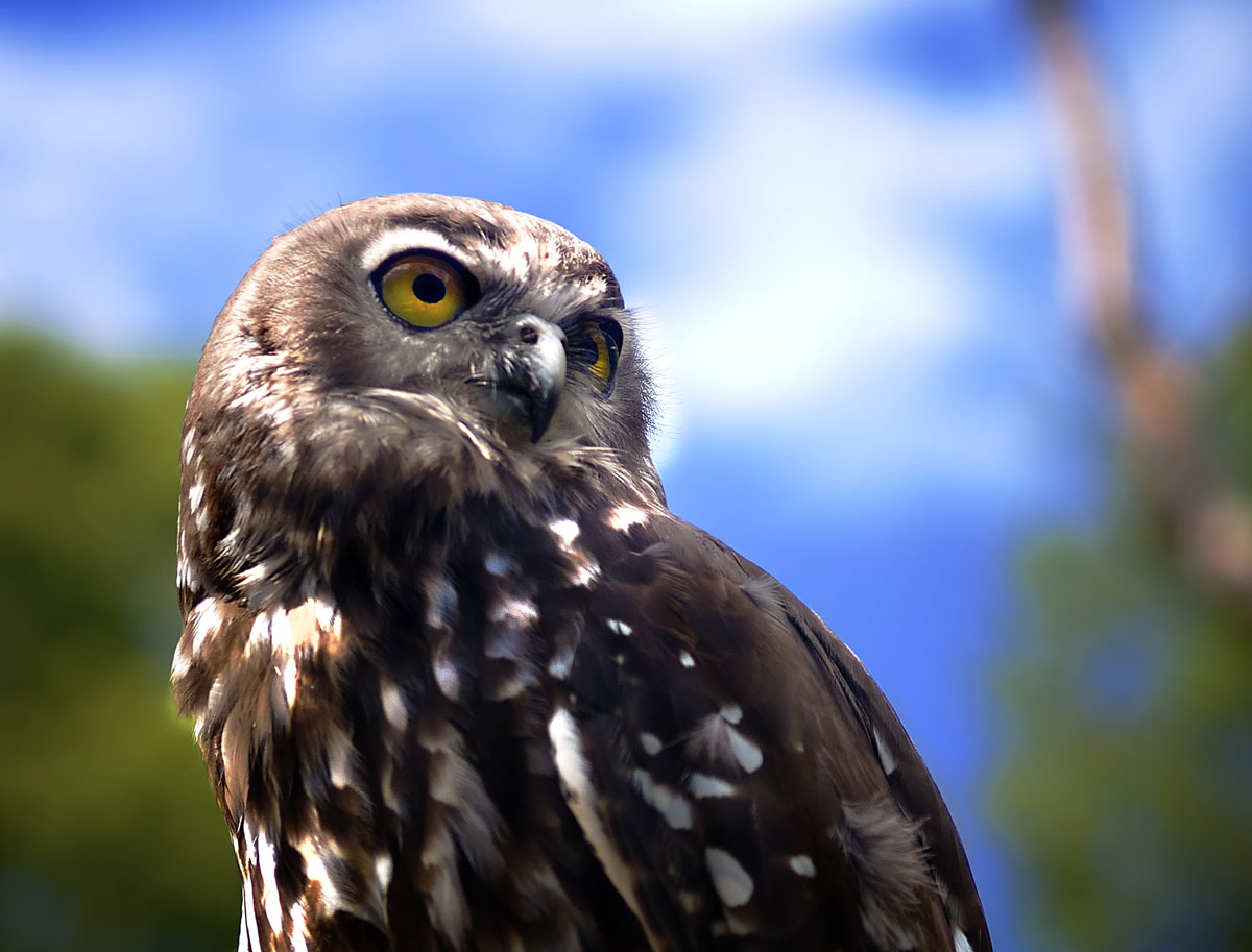 Superb Owl Sunday is swooping in to save your weekend