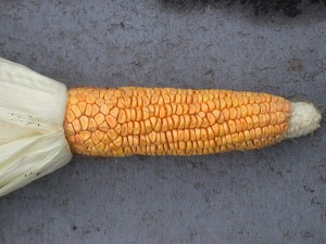 3598815985_8633b78f71_z