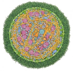 mycoplasma_700
