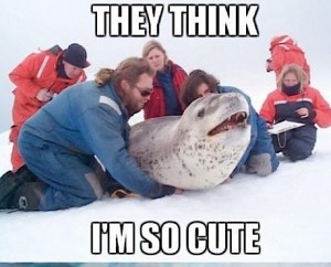 Sealsmall