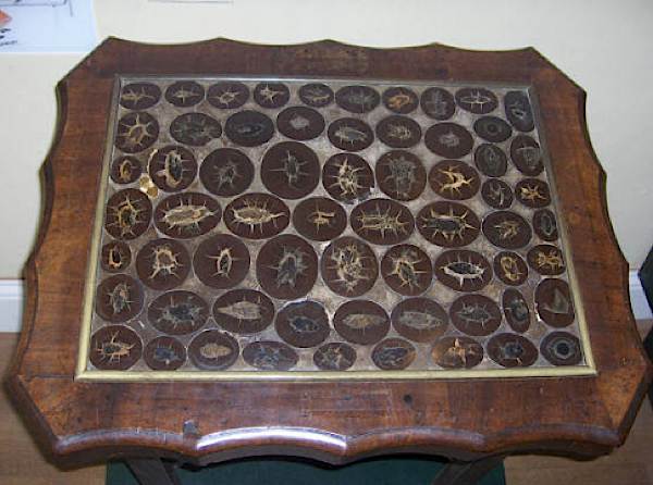 coprolite table