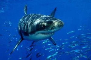 great_white_shark_0