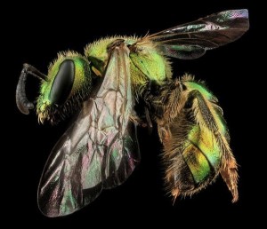 Augochlorella-aurata-Sam-Droege-USGS-Bee-Inventory.jpg Augochlorella aurata Sam Droege USGS Bee Inventory
