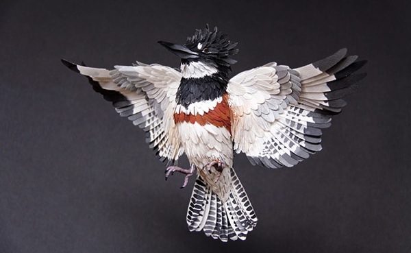 belted-kingfisher-diana-beltran-herrera.jpg Belted kingfisher diana beltran herrera