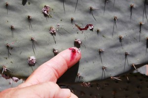 cochineal