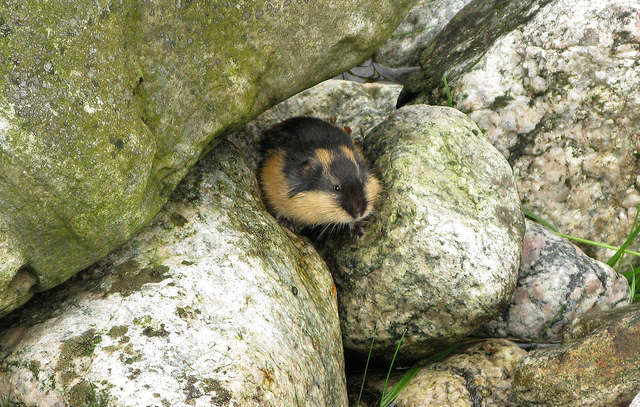 Contrary to popular belief, lemmings do not commit mass suicide when they  migrate. : r/Awwducational