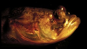 midshipman-fish.jpg Midshipman fish