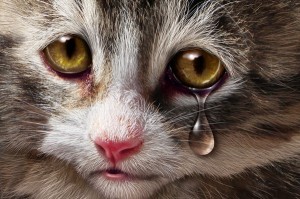 shutterstock_138259943