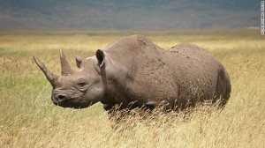 131106021623_blk-rhino-cnn1106