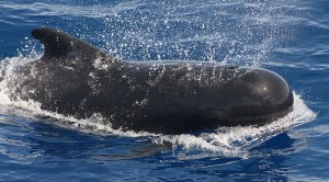 800px-Pilot_whale