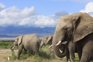 elephant-ptsd_72995_600x450