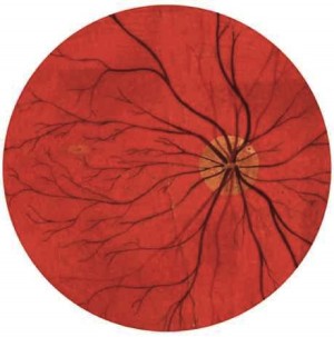 eyeball.jpg Eyeball