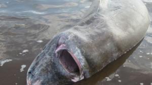 greenland-shark