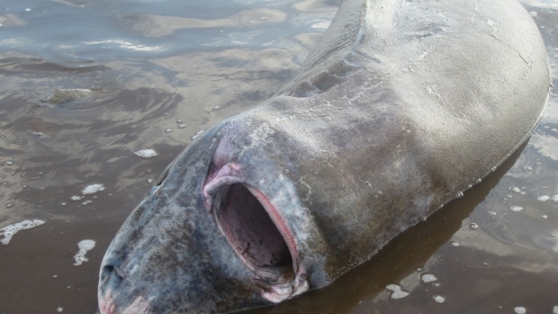 greenland-shark