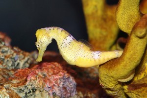 seahorse