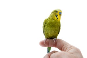 shutterstock_93588025