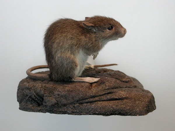 640px-Pacific_rat