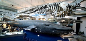 whale5400_450x219.jpg Whale5400 450x219