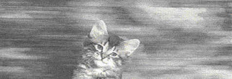 catnbado
