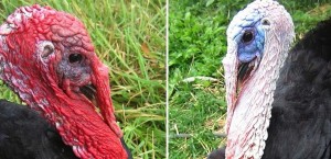 turkeywaddd.jpg Turkeywaddd