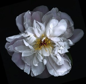 white_peony.640.jpg White peony 640