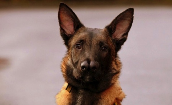 2.7.14-Double-Nosed-Dog1-590x392.jpg 2 7 14 Double Nosed Dog1 590x392