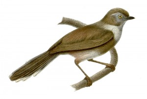 800px-Aegithalos_fuliginosus