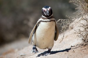800px-Magellanic_penguin,_Valdes_Peninsula,_e