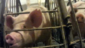 boar_and_springer_gestation_11-17_mp4_187069_wide-04dc4a2d82d70a10ec570a438321dc61e3058212-s40-c85