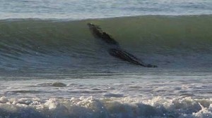 croc