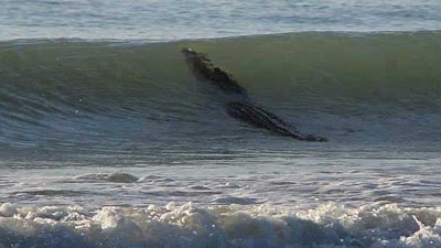 croc