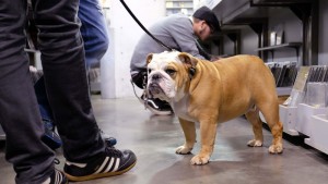 dog