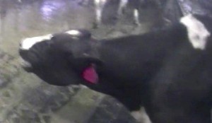 la-na-nn-new-cow-abuse-video-released-as-idaho-001