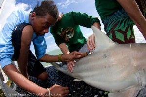 touch-shark