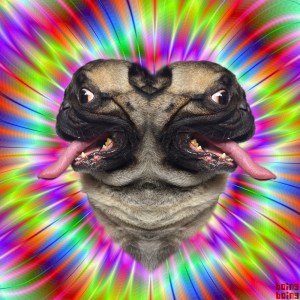 allyouneedispug