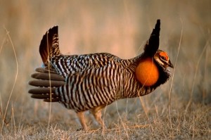 PrairieChicken1_l