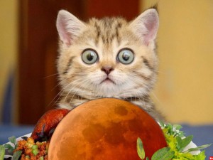 bloodmoonfeast