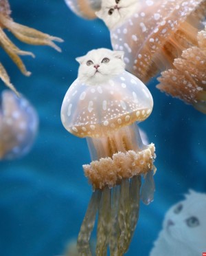 kittehfish