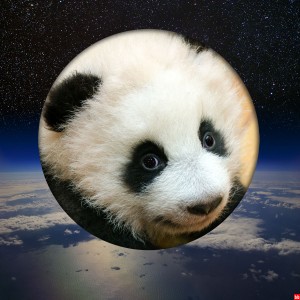 panda