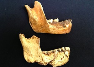 sediba-mandibles
