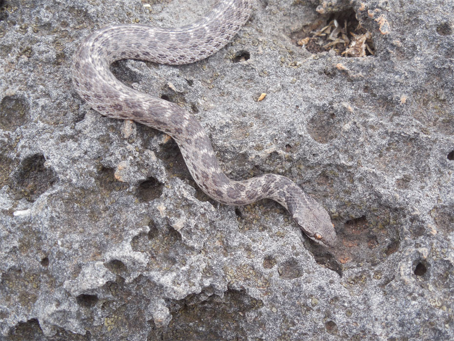 This 18-inch Clarion Nightsnake (Hypsiglena unaocularus), found on black lava rock habitat on the island of Clarion, is darker in color than its mainland relatives and has a distinctive pattern of spots on its head and neck. The Clarion Nightsnake, which was initially discovered in the first half of the 19th century and then struck from the scientific record, was rediscovered and declared a new species by National Museum of Natural History researcher Daniel Mulcahy and a team of Mexican scientists led by ecologist Juan Martínez-Gómez in May 2014. (Photo courtesy of Daniel Mulcahy)