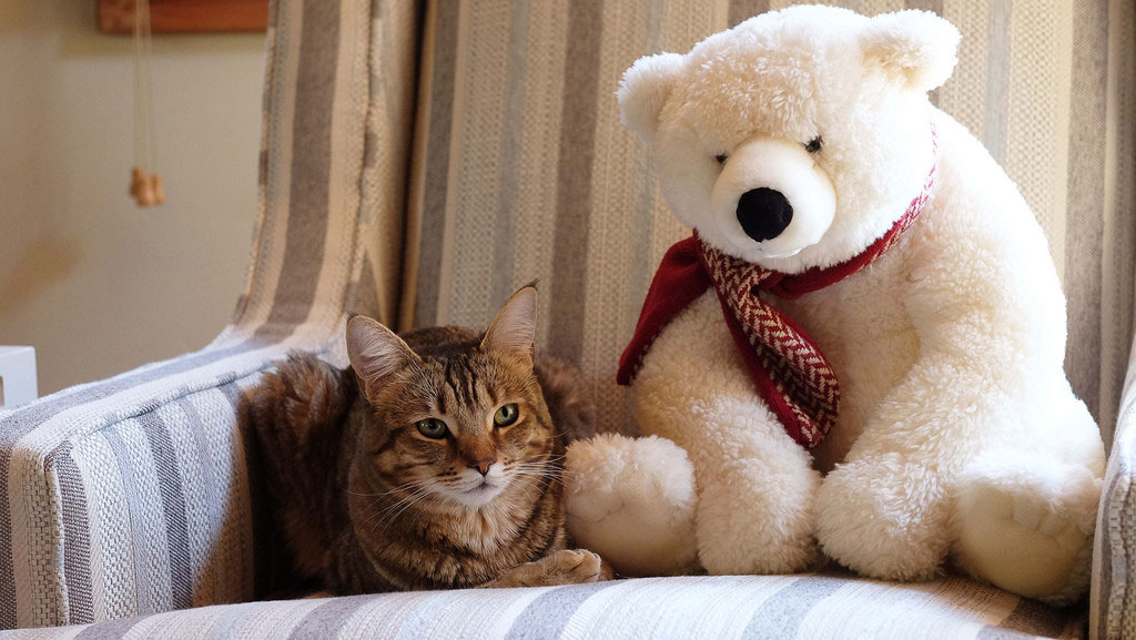 caturday
