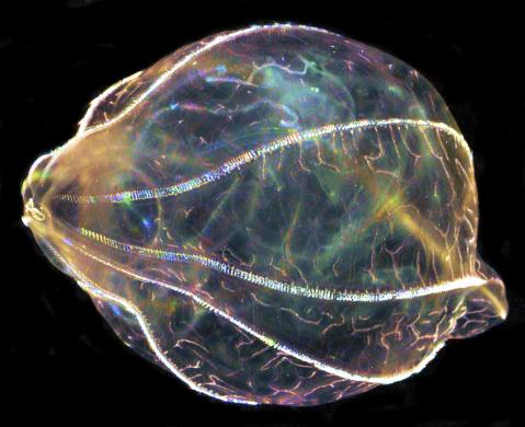A comb jelly, via Whitney laboratory for Marine Biosciences, University of Florida. REUTERS/Whitney laboratory for Marine Biosciences, University of Florida.