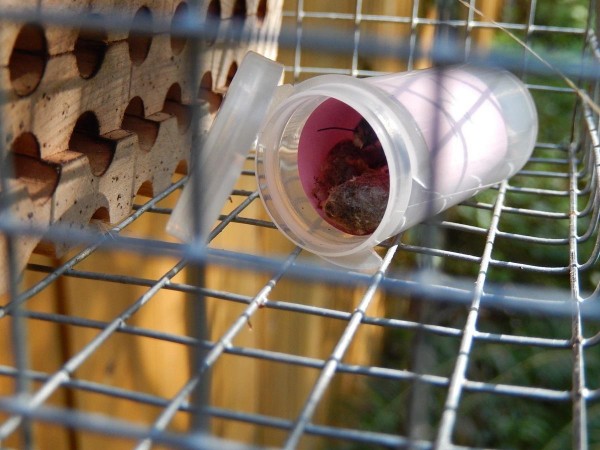 emerging in tube