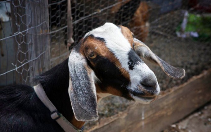 goats