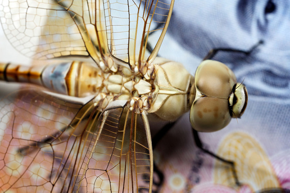 macro