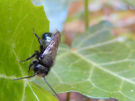 mason-bee