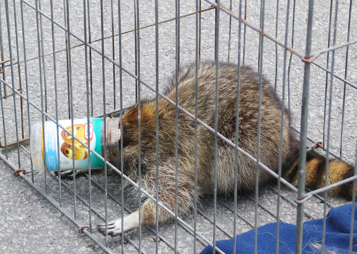 Raccoon with head stuck in peanut butter jar rescued from top of hydro